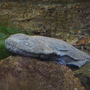 Hellbender