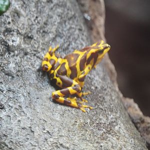 Panamanian Golden frog
