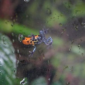 Mimic Dart Frog