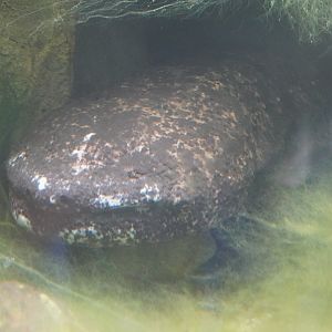Japanese Giant Salamander