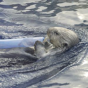 Sea Otter with shrimp