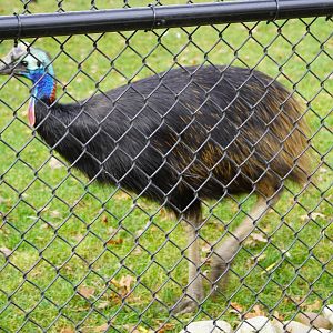 Cassowary, "Cremini"