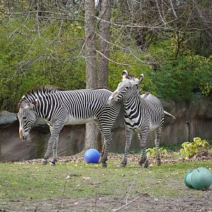Grevy Zebras fighting