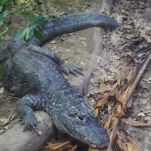 Chinese Alligator