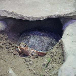 McCord's Box Turtle