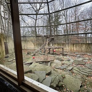Great Cats of Asia - Snow leopard exhibit
