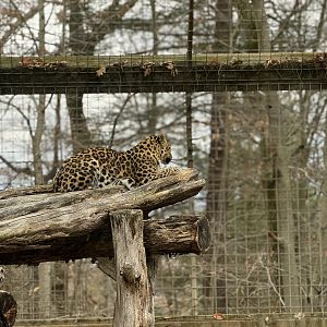 Great Cats of Asia - Amur leopard
