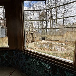 Great Cats of Asia - Amur leopard exhibit