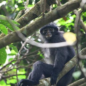 Raffle's Banded Langur ~ Thomson Nature Park