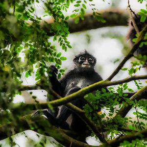 Raffle's Banded Langur ~ Thomson Nature Park