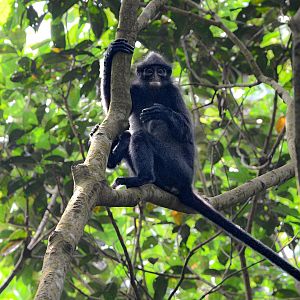 Raffle's Banded Langur ~ Thomson Nature Park
