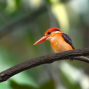 Black backed Dwarf Kingfisher ~ Singapore Botanic Gardens