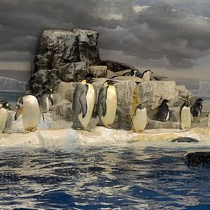 Gentoo , Emperor , Adelie , Chinstrap penguin