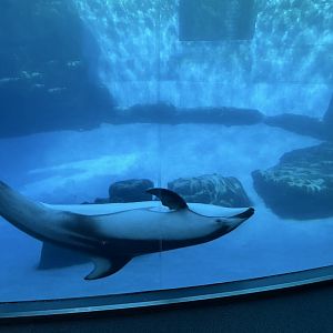 Pacific white-sided dolphin (Lagenorhynchus obliquidens)