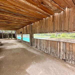 Saltwater Crocodile Exhibit