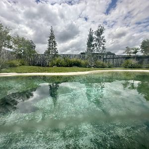 Saltwater Crocodile Exhibit