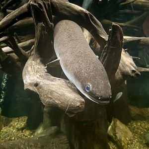 Australian long-fin eel (Anguilla reinhardtii)
