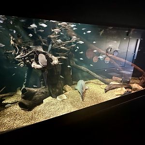 Freshwater Tank 2