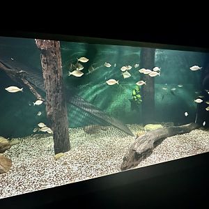 Freshwater Tank 4