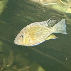 Neon blue acara (Aequidens pulcher)