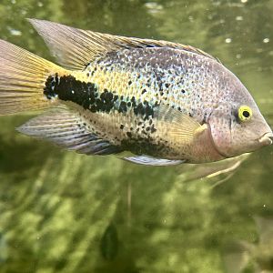 Redhead cichlid (Vieja melanurus)