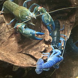 Smooth yabby (Cherax destructor)