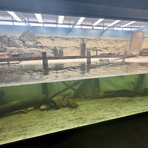 Little Blue Penguin Exhibit