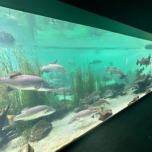 Bull Shark/Silver Perch Tank