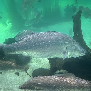 Silver perch (Bidyanus bidyanus)