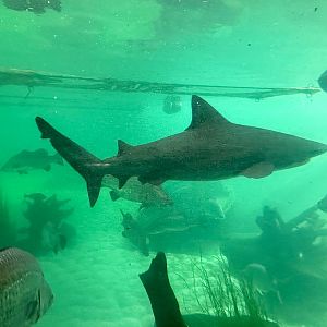 Bull shark (Carcharhinus leucas)