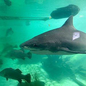 Bull shark (Carcharhinus leucas)