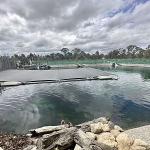 Bull Shark/Silver Perch Tank