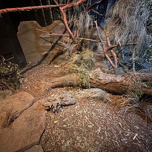 Eastern Quoll Exhibit