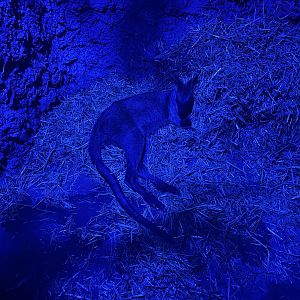 Wallaby (Wombat Burrow)