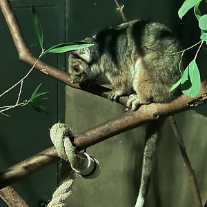 Common ringtail possum (Pseudocheirus peregrinus)