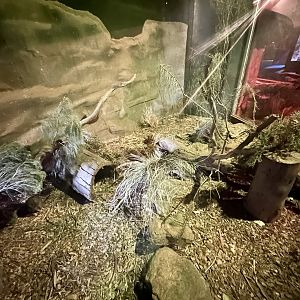 Long-nosed Potaroo Exhibit