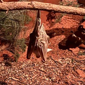 Ghost bat (Macroderma gigas)