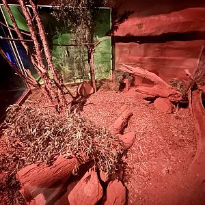 Greater Bilby Exhibit