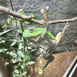 Green tree frog (Ranoidea caerulea)