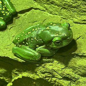 Magnificent tree frog (Ranoidea splendida)