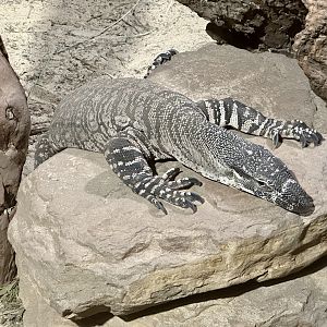 Lace monitor (Varanus varius)