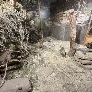 Lace Monitor Exhibit