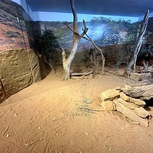 Perentie Exhibit