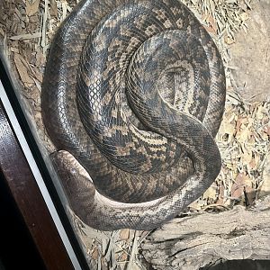 Scrub python (Simalia kinghorni)