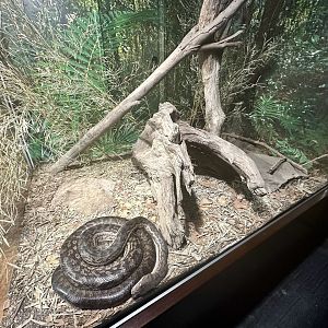 Scrub Python Exhibit