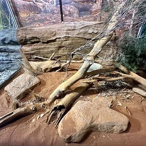 Centralian Carpet Python Exhibit