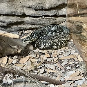 Diamond python (Morelia spilota spilota)