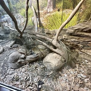 Diamond Python Exhibit