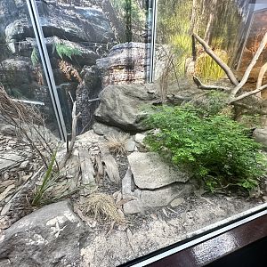 Broad-headed Snake Exhibit