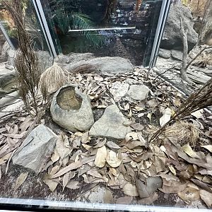 Common Death Adder Exhibit